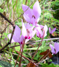 Brambořík růžový - Cyclamen cilicium - hlízy bramboříku - 1 ks