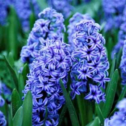 Hyacint Sky Jacket - Hyacinthus L. - cibuloviny - 1 ks