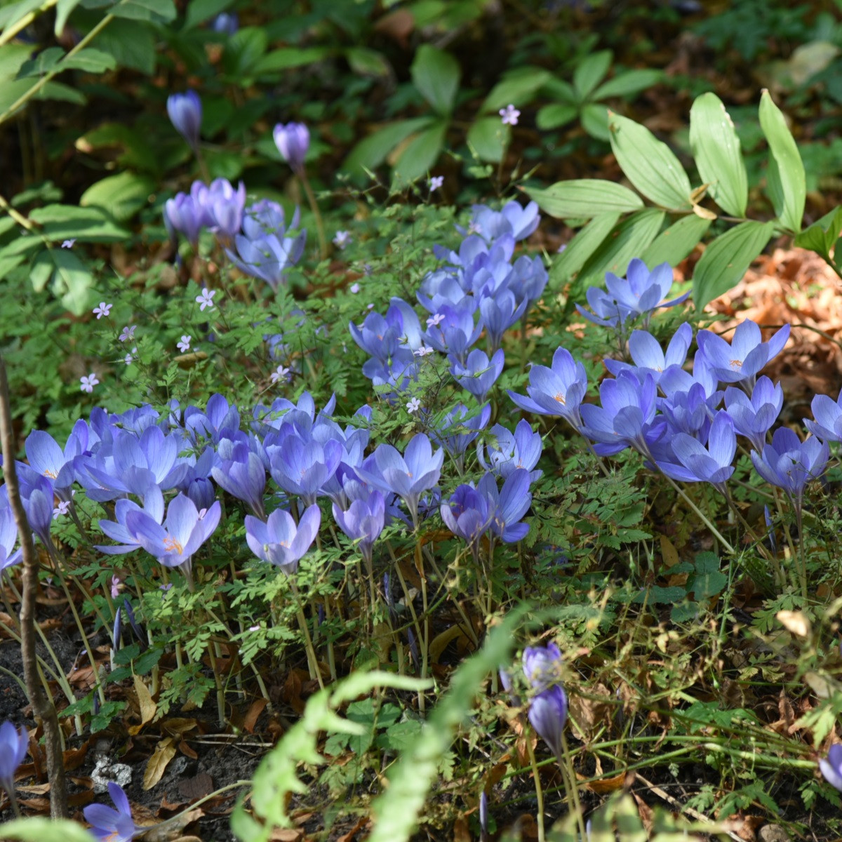 Krokus Speciosus - Crocus speciosus - hlízy krokusu - 3 ks
