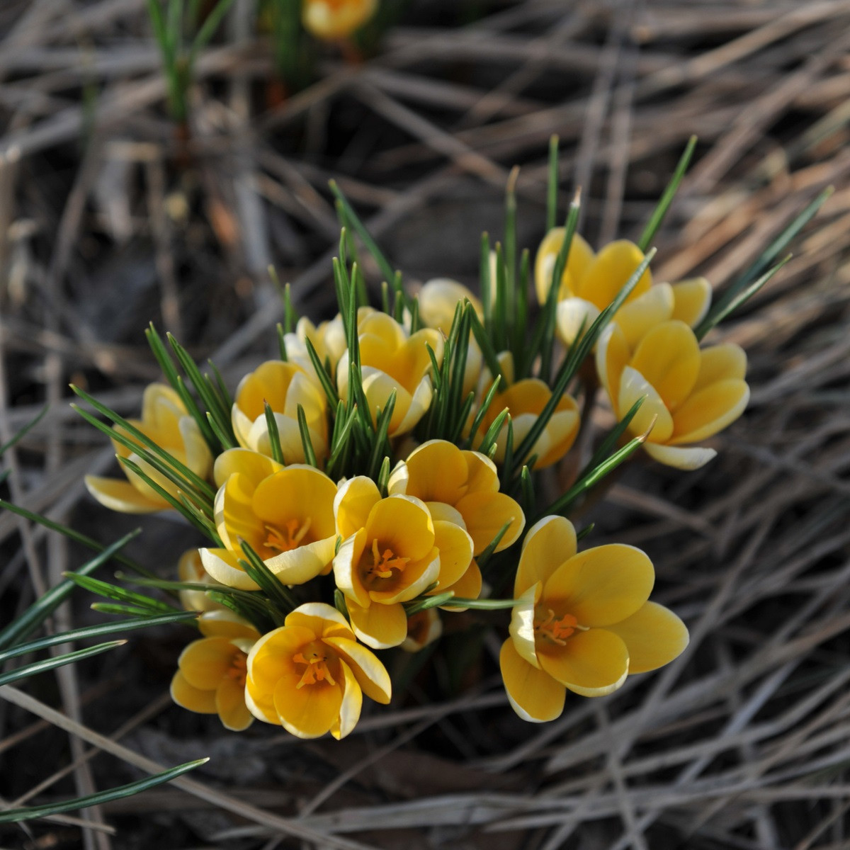 Krokus Romance žlutý - Crocus chrysanthus - hlízy krokusu - 3 ks