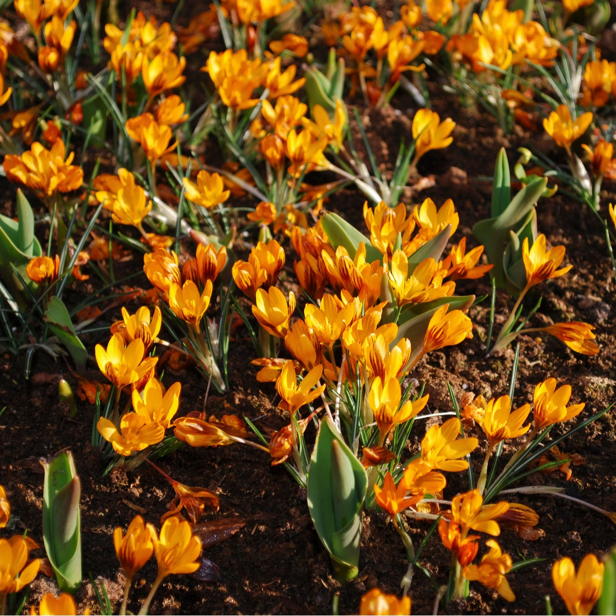 Krokus Orange Monarch - Crocus chrysanthus - hlízy krokusu - 3 ks