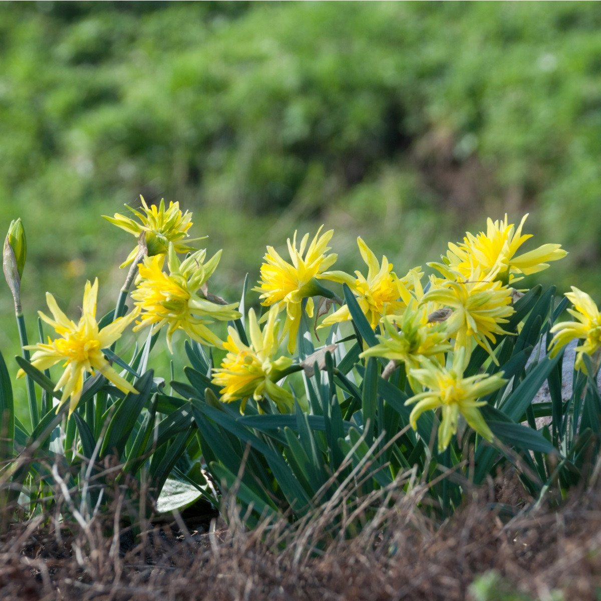 Mininarcis Rip Van Winkle - Narcissus - cibule narcisu - 3 ks