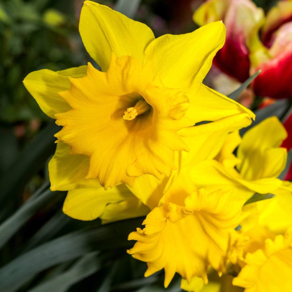 Narcis trubkovitý Barenwyn - Narcissus - cibule narcisu - 3 ks