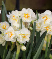 Narcis Sir Winston Churchill - Narcissus L. - cibuloviny - 3 ks