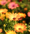 Paprskovka Sunset Shades - Osteospermum - semena paprskovky - 6 ks