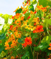 Lichořeřišnice Out of Africa - Tropaeolum majus - semena lichořeřišnice - 15 ks