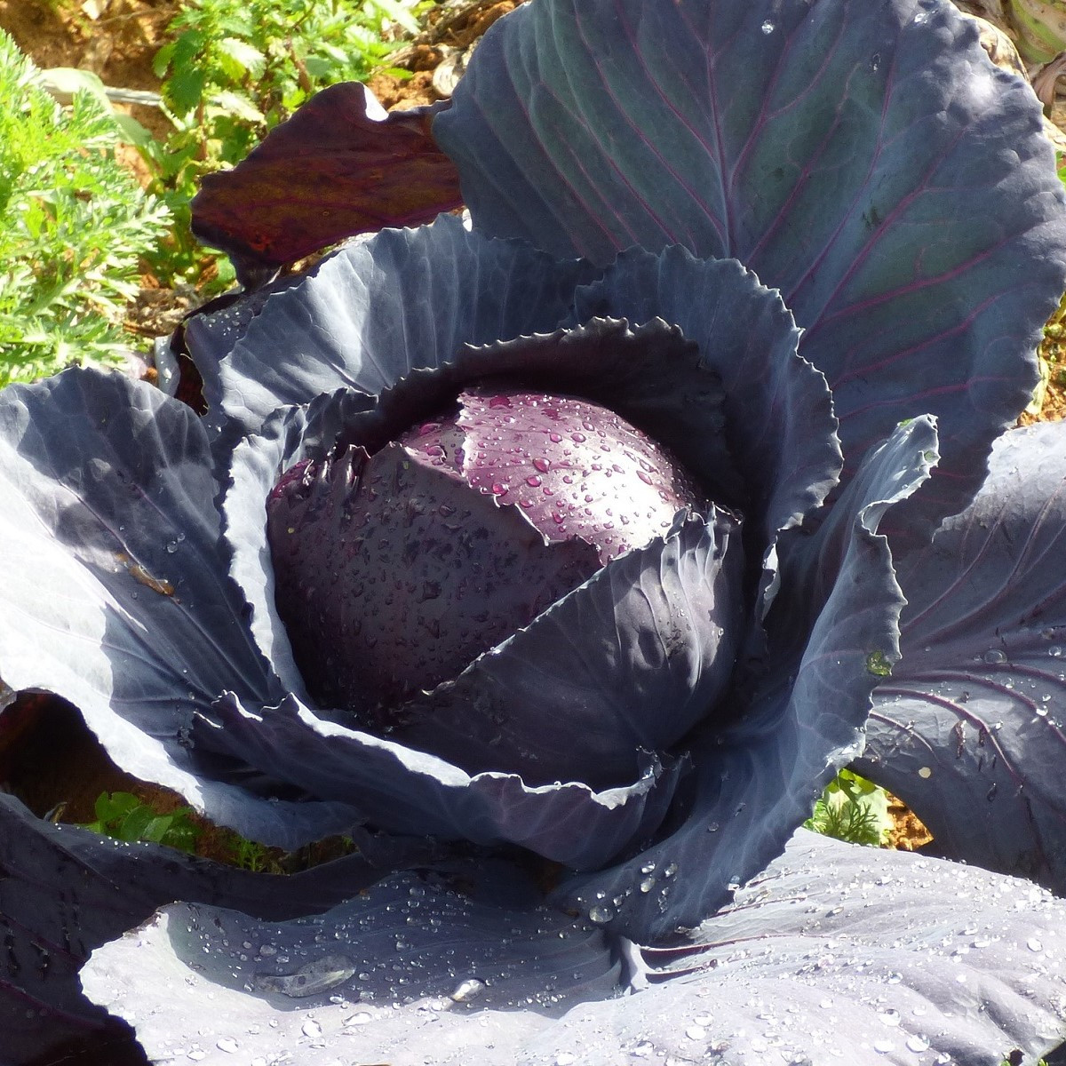 Zelí hlávkové červené Moderat F1 - Brassica oleracea - semena zelí - 150 ks