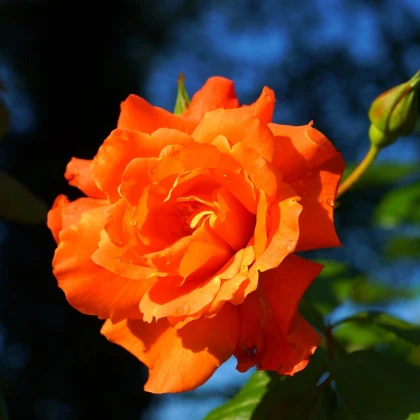 Růže velkokvětá keřová oranžová - Rosa - prostokořenné sazenice růže - 1 ks