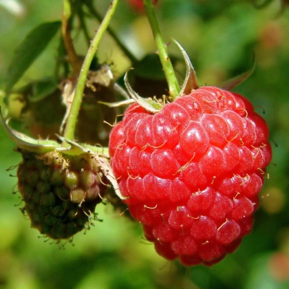 Maliník - Rubus idaeus - prostokořenné sazenice maliníku - 2 ks
