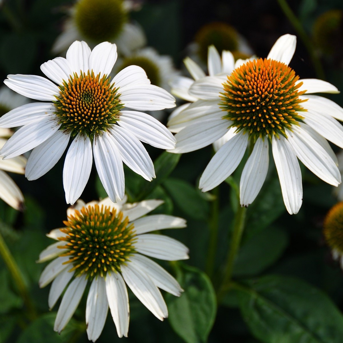 Třapatkovka White Swan - Echinacea purpurea - prostokořenné sazenice třapatkovky - 1 ks