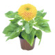 Slunečnice Teddy Bear - Helianthus annuus - semena slunečnice - 15 ks