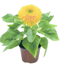 Slunečnice Teddy Bear - Helianthus annuus - semena slunečnice - 15 ks