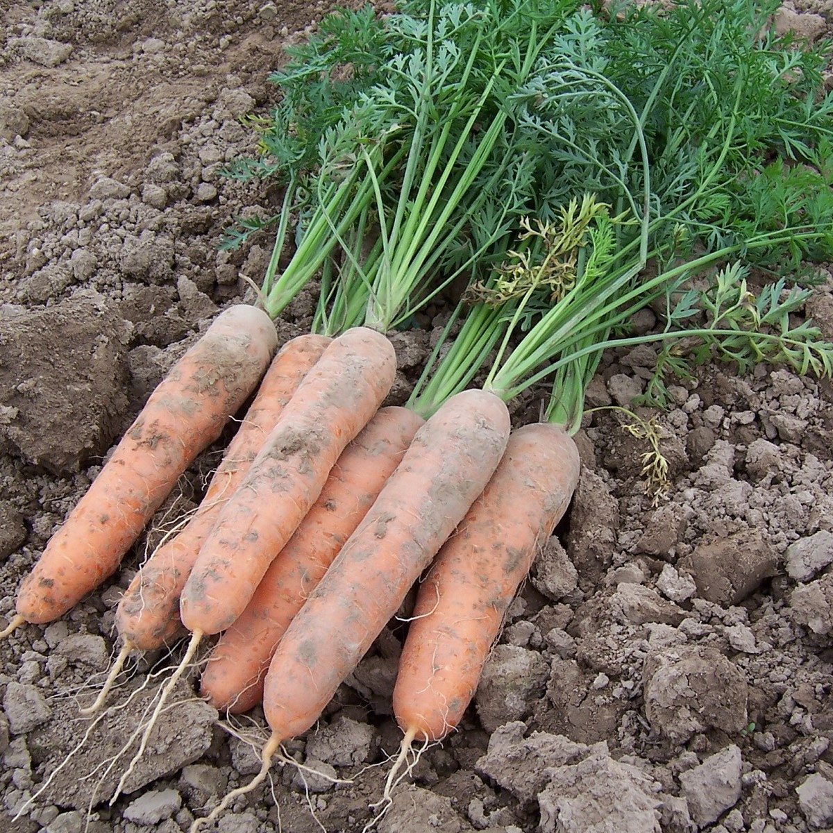 Mrkev raná Stupická - Daucus carota - semena mrkve - 800 ks