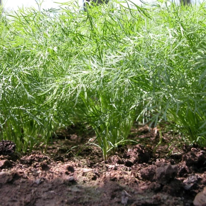 Kopr vonný Oliver - Anethum graveolens - semena kopru - 500 ks