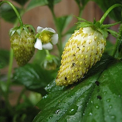 Jahodník měsíční Tubby White - Fragaria vesca - semena jahodníku - 15 ks