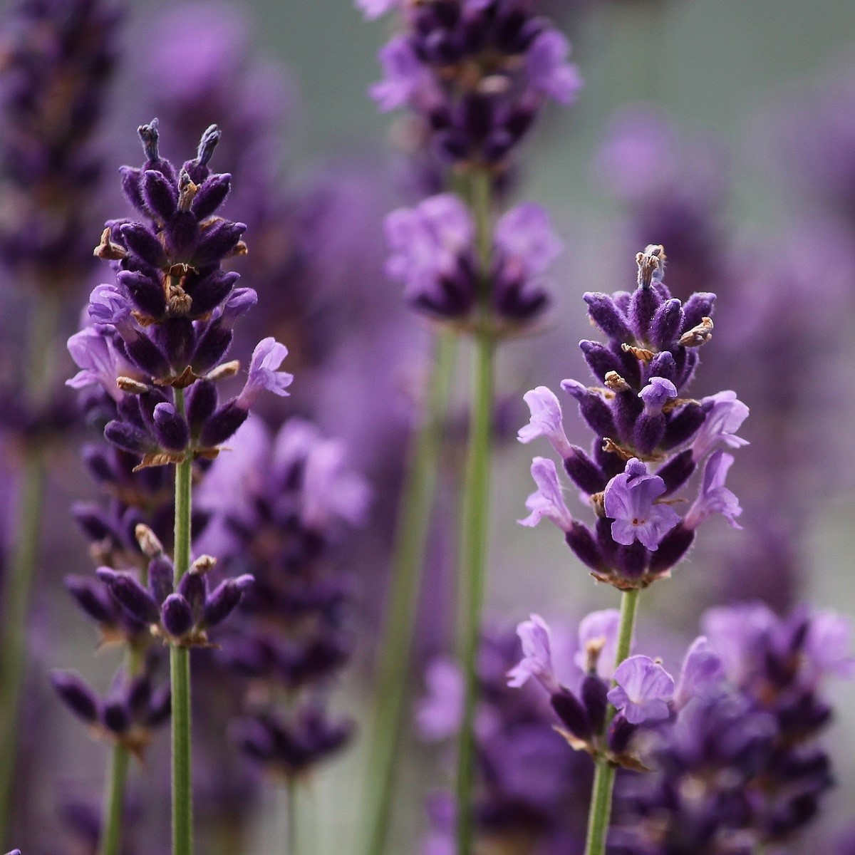 Levandule francouzská Bandera Purple - Lavandula stoechas - semena levandule - 20 ks