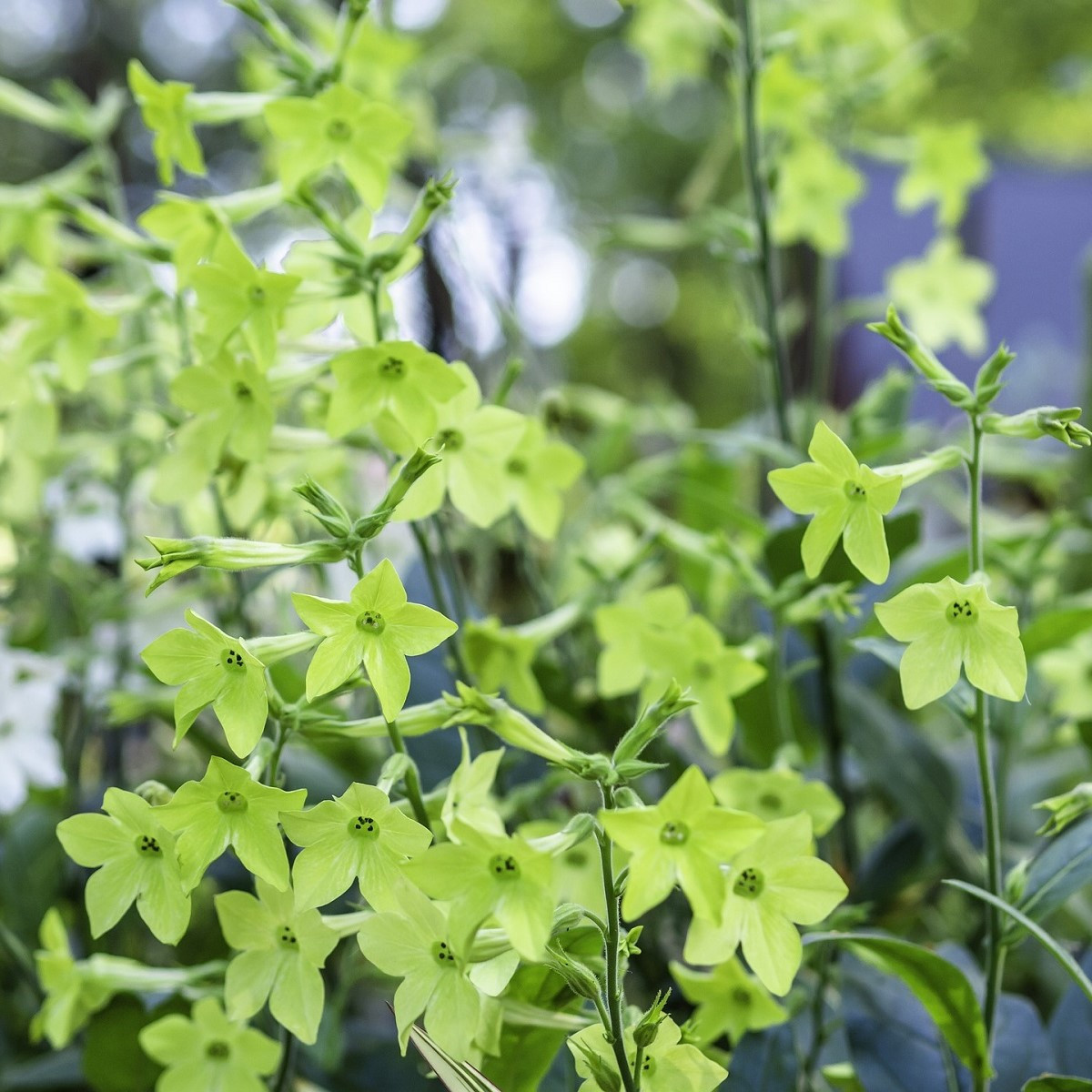 Tabák Perfume Lime F1 - Nicotiana sanderae - semena tabáku - 50 ks