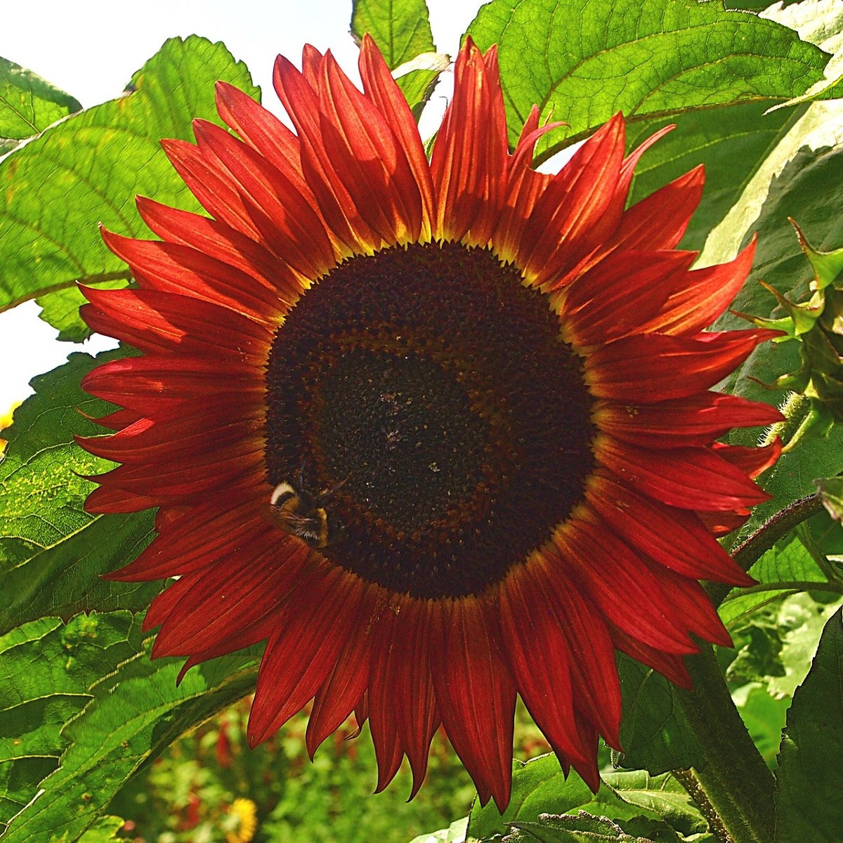 Slunečnice Moulin Rouge - Helianthus annuus - semena slunečnice - 8 ks