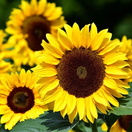 Slunečnice Big Smile - Helianthus annuus - semena slunečnice - 8 ks