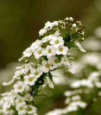 Tařicovka přímořská Schneeteppich - Lobularia maritima - semena tařicovky - 50 ks