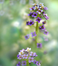 Tařicovka přímořská Könnigsteppich - Lobularia maritima - semena tařicovky - 50 ks