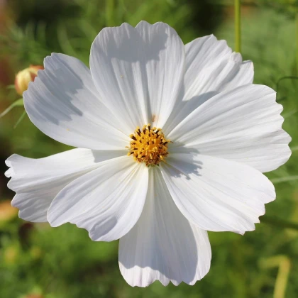 Krásenka bílá Sonata - Cosmos bipinnatus - semena krásenky - 15 ks