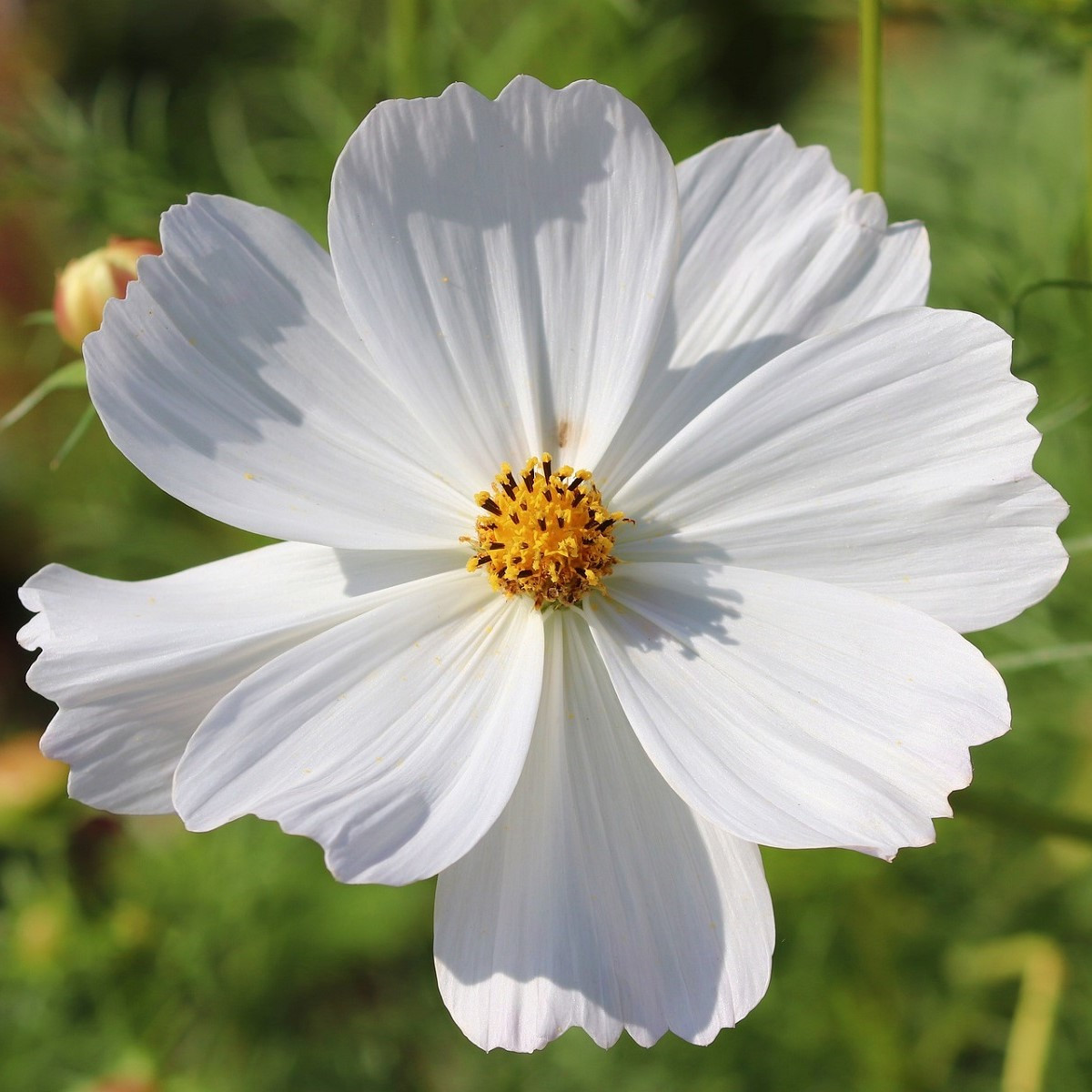 Krásenka bílá Sonata - Cosmos bipinnatus - semena krásenky - 15 ks