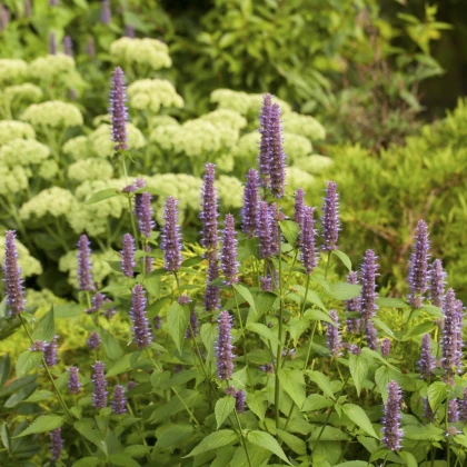 Agastache fenyklová - Agastache foeniculum - semena agastache - 250 ks