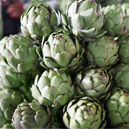 Artyčok Green Globe - Cynara scolymus - semena artyčoku - 20 ks