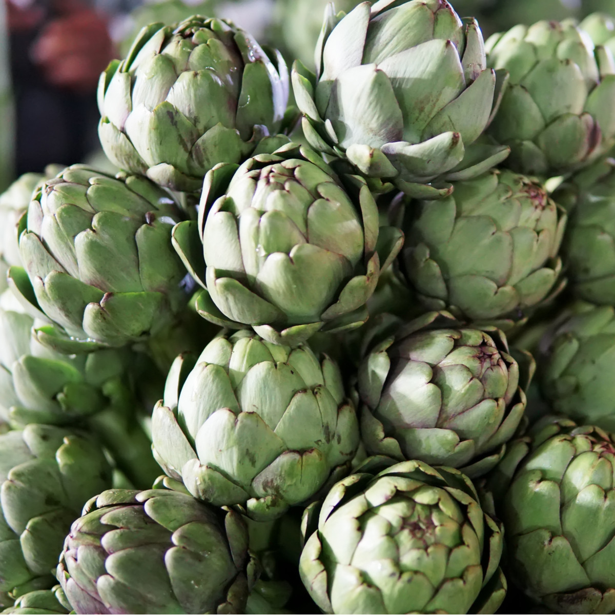 Artyčok Green Globe - Cynara scolymus - semena artyčoku - 20 ks