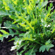 BIO Rukola Ruca - Eruca sativa - bio semena rukoly - 100 ks