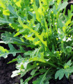 BIO Rukola Ruca - Eruca sativa - bio semena rukoly - 100 ks