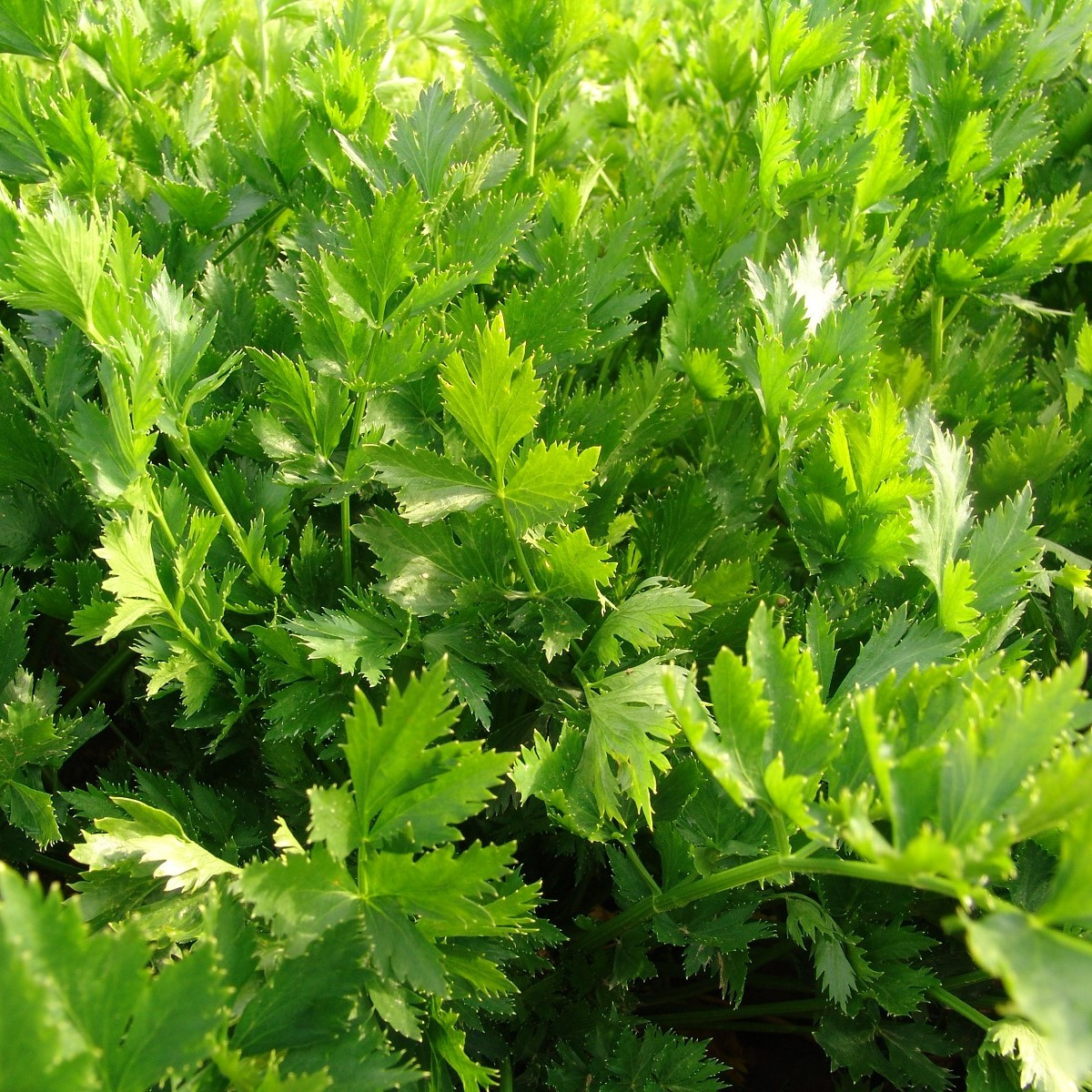 Celer listový jemný - Apium graveolens - semena celeru - 0,5 g