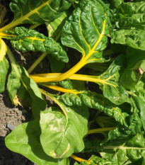 Манголд жълт Giallo - Beta vulgaris - семена манголд - 60 бр.