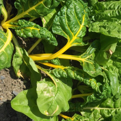 Манголд жълт Giallo - Beta vulgaris - семена манголд - 60 бр.
