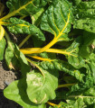 Манголд жълт Giallo - Beta vulgaris - семена манголд - 60 бр.