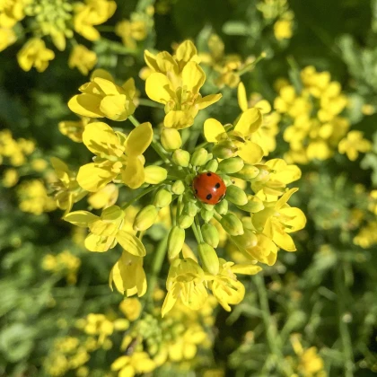 Hořčice černá - Brassica nigra - semena hořčice - 50 ks
