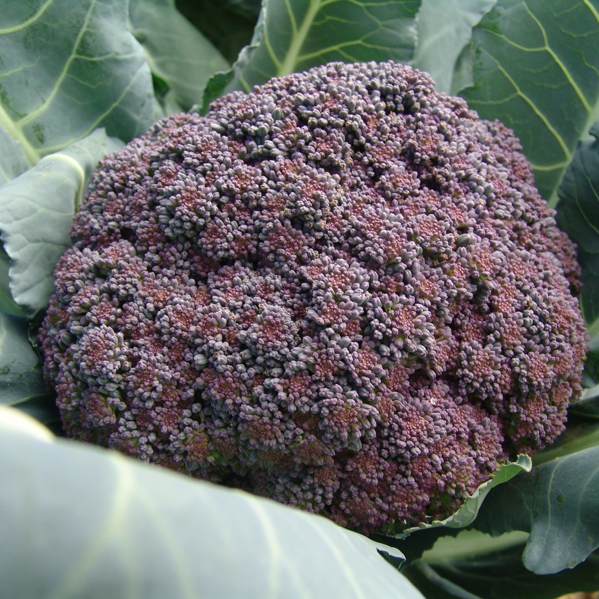 Brokolice Miranda - Brassica oleracea - semena brokolice - 30 ks