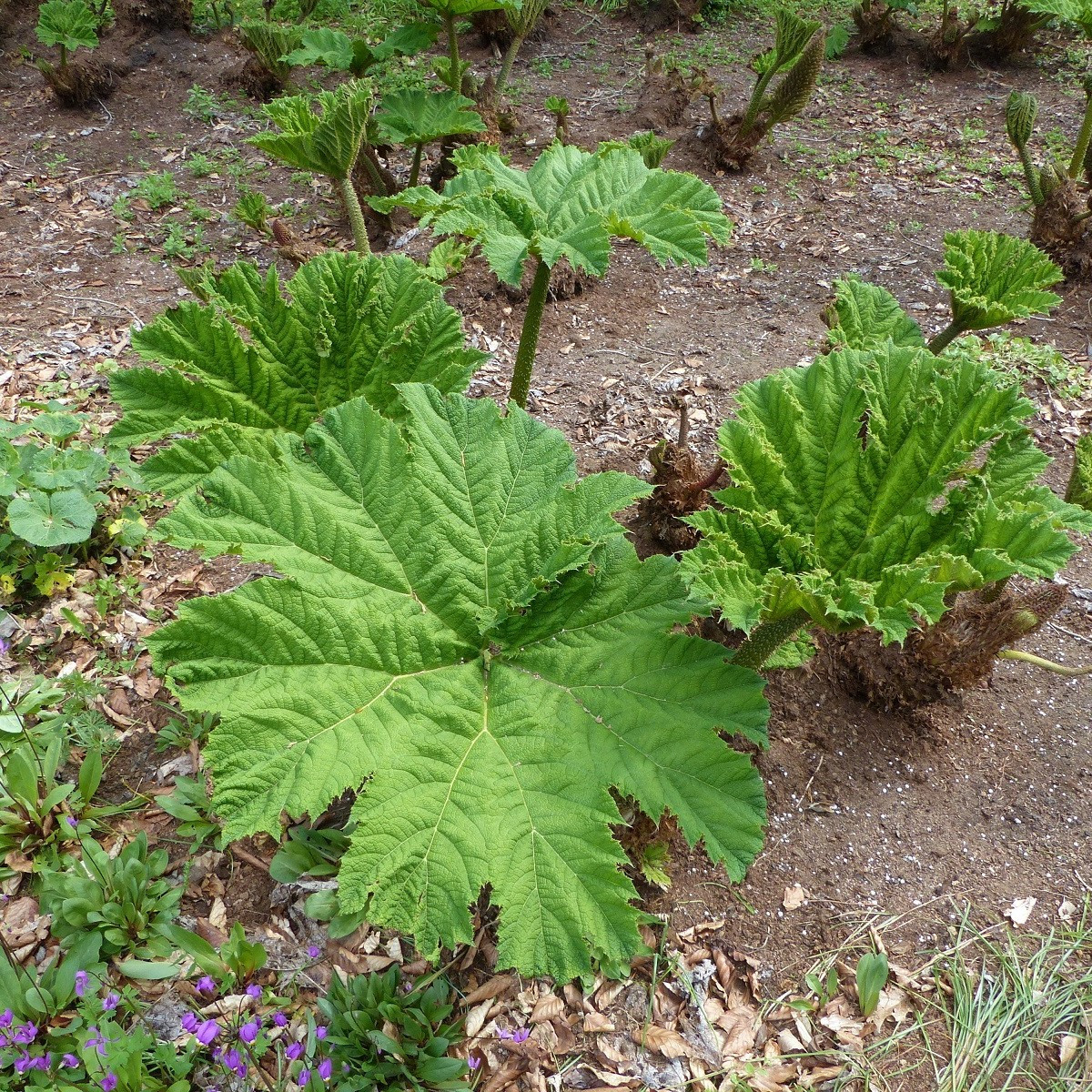 Barota rukávovitá - Gunnera manicata - semena baroty - 6 ks