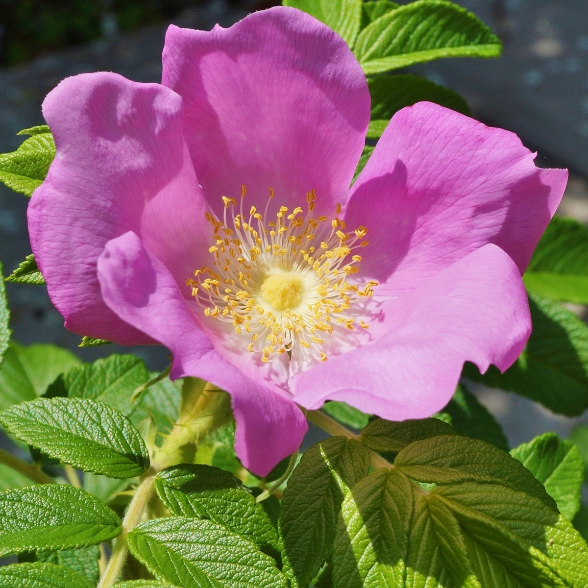 Růže svraskalá - Rosa rugosa - semena růže - 5 ks