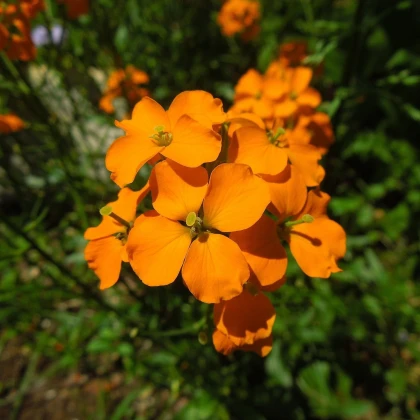 Chejr sibiřský - Cheiranthus allionii - semena chejru - 500 ks