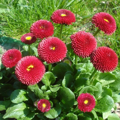 Sedmikráska pomponková červená - Bellis perennis - semena sedmikrásky - 500 ks