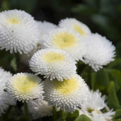 Sedmikráska pomponková bílá - Bellis perennis - semena sedmikrásky - 0,1 g