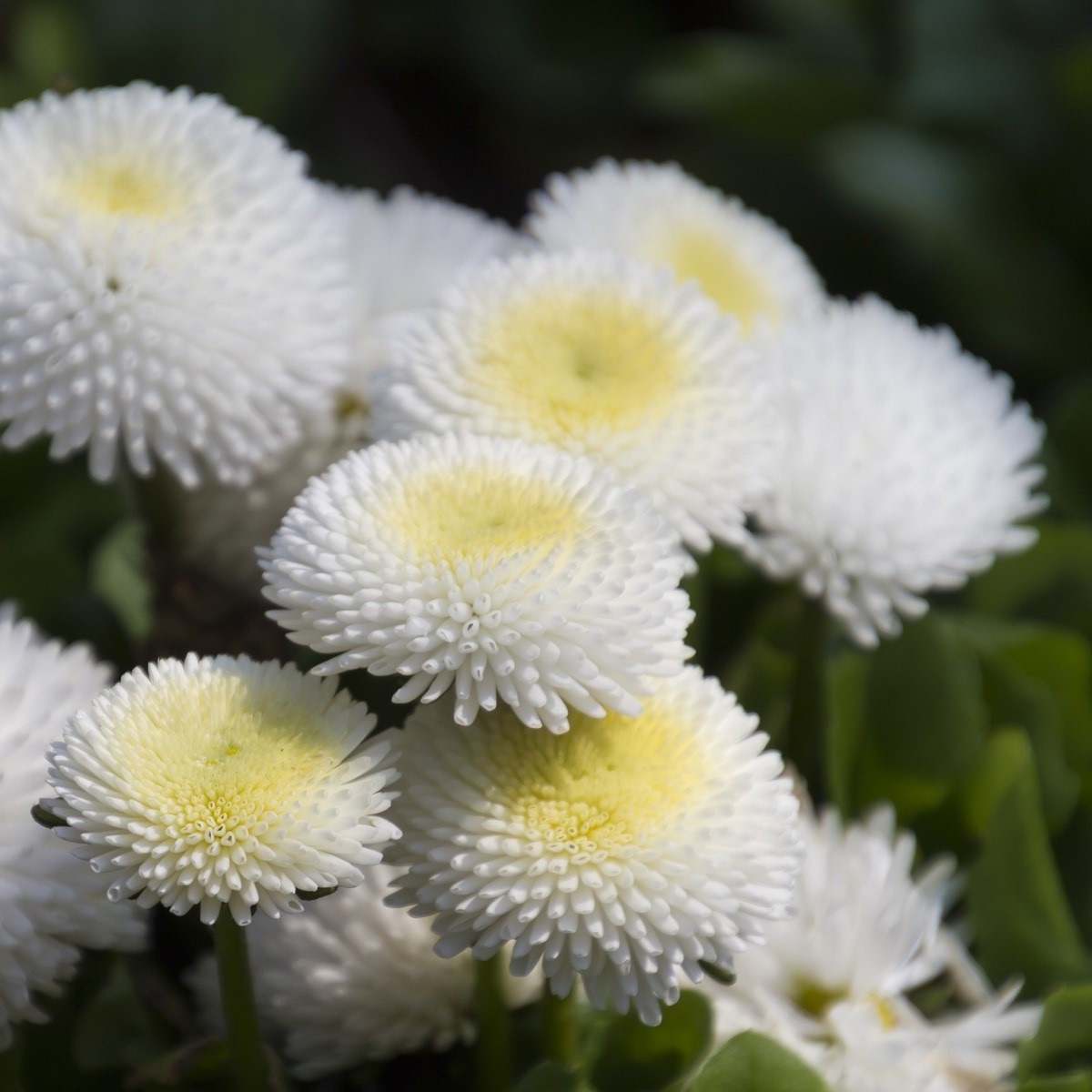 Sedmikráska pomponková bílá - Bellis perennis - semena sedmikrásky - 0,1 g