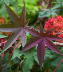 Skočec obecný červený Karmen - Ricinus communis gibsoni - semena skočce - 3 ks