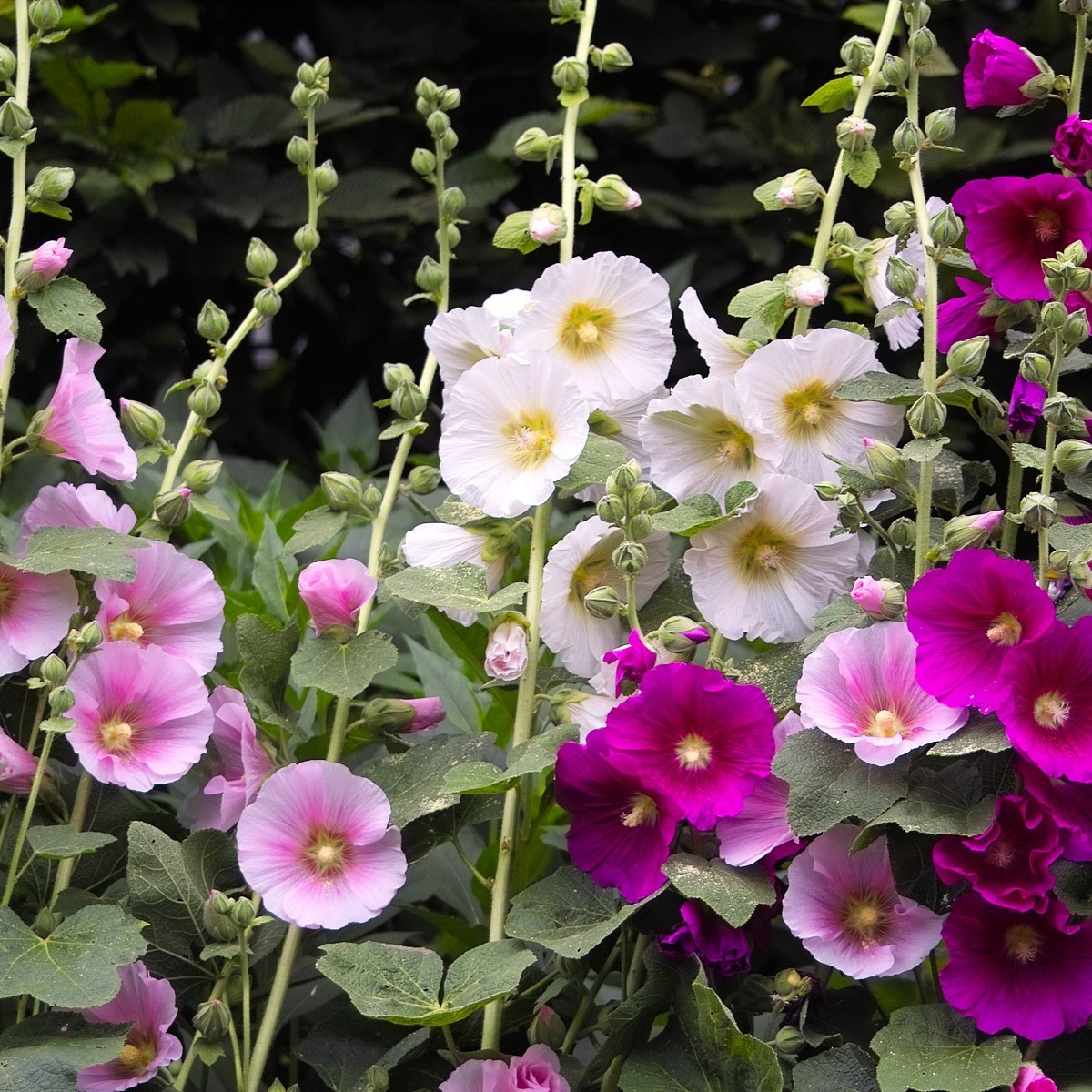 Topolovka Simplex směs - Alcea rosea - semena topolovky - 12 ks