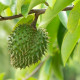 Anona ostnitá - Graviola - Annona muricata - semena anony - 4 ks