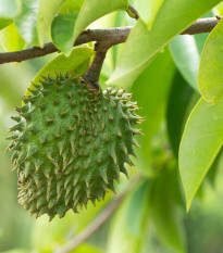 Anona ostnitá - Graviola - Annona muricata - semena anony - 4 ks