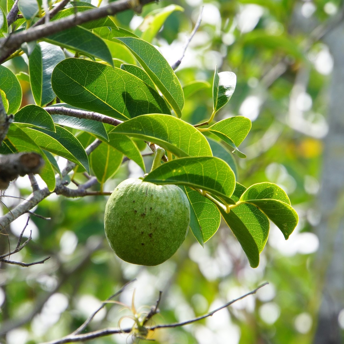 Anona - Annona glabra - semena anony - 5 ks