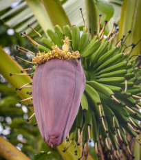 Banánovník Dwarf Cavendish - Musa acuminata - semena banánovníku - 5 ks